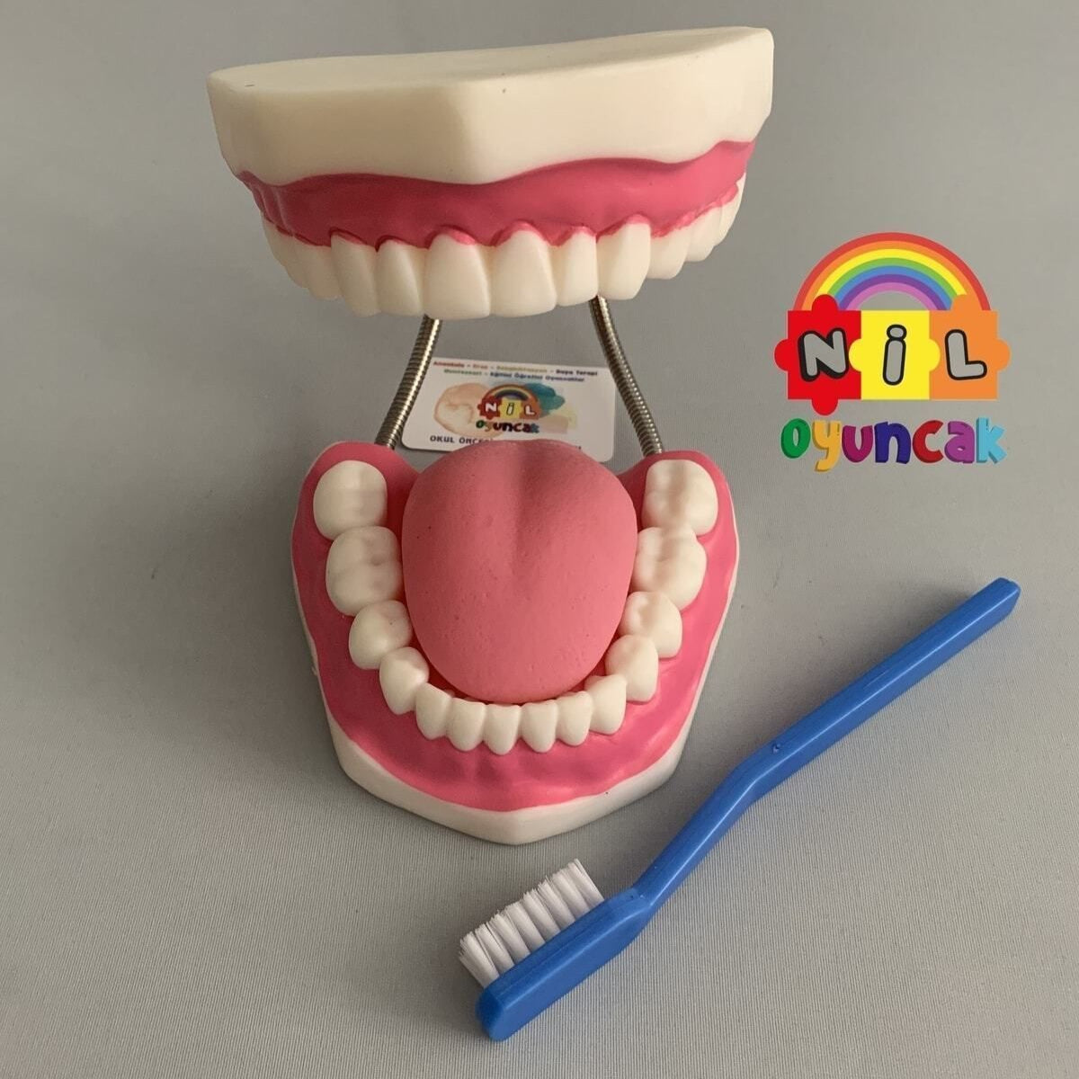 Okul Öncesi Diş Fırçalama Modeli Dentaldiş Dişmaketi
