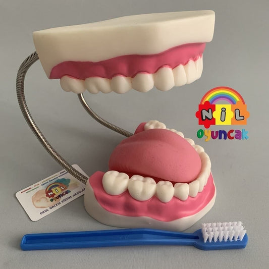 Okul Öncesi Diş Fırçalama Modeli Dentaldiş Dişmaketi