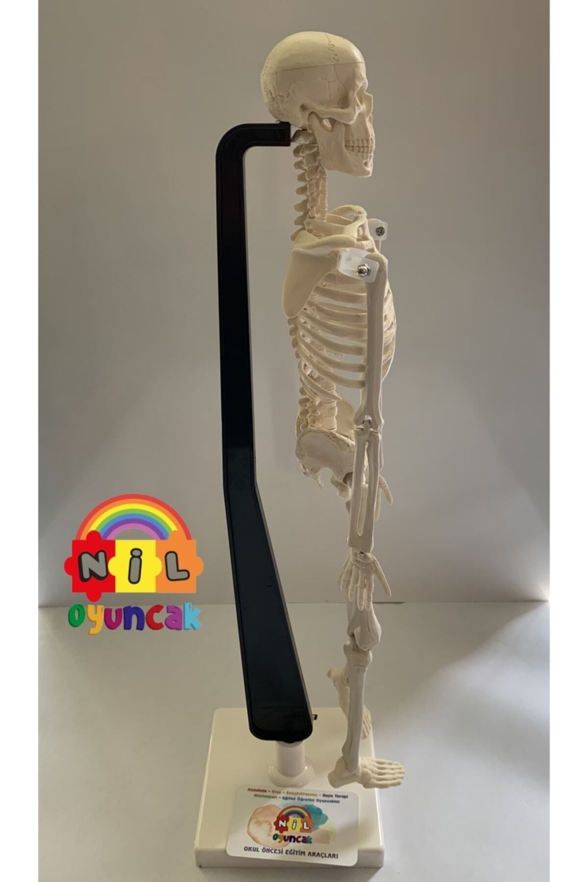 Insan Iskeleti Modeli 46cm
