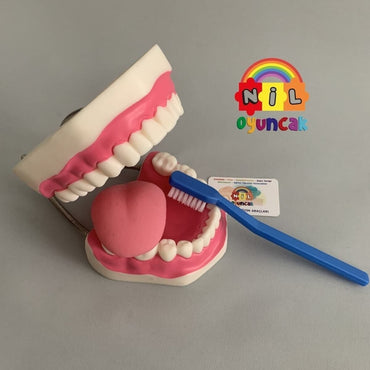 Okul Öncesi Diş Fırçalama Modeli Dentaldiş Dişmaketi