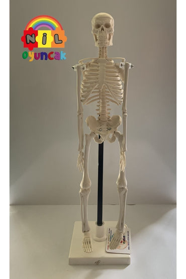 Insan Iskeleti Modeli 46cm