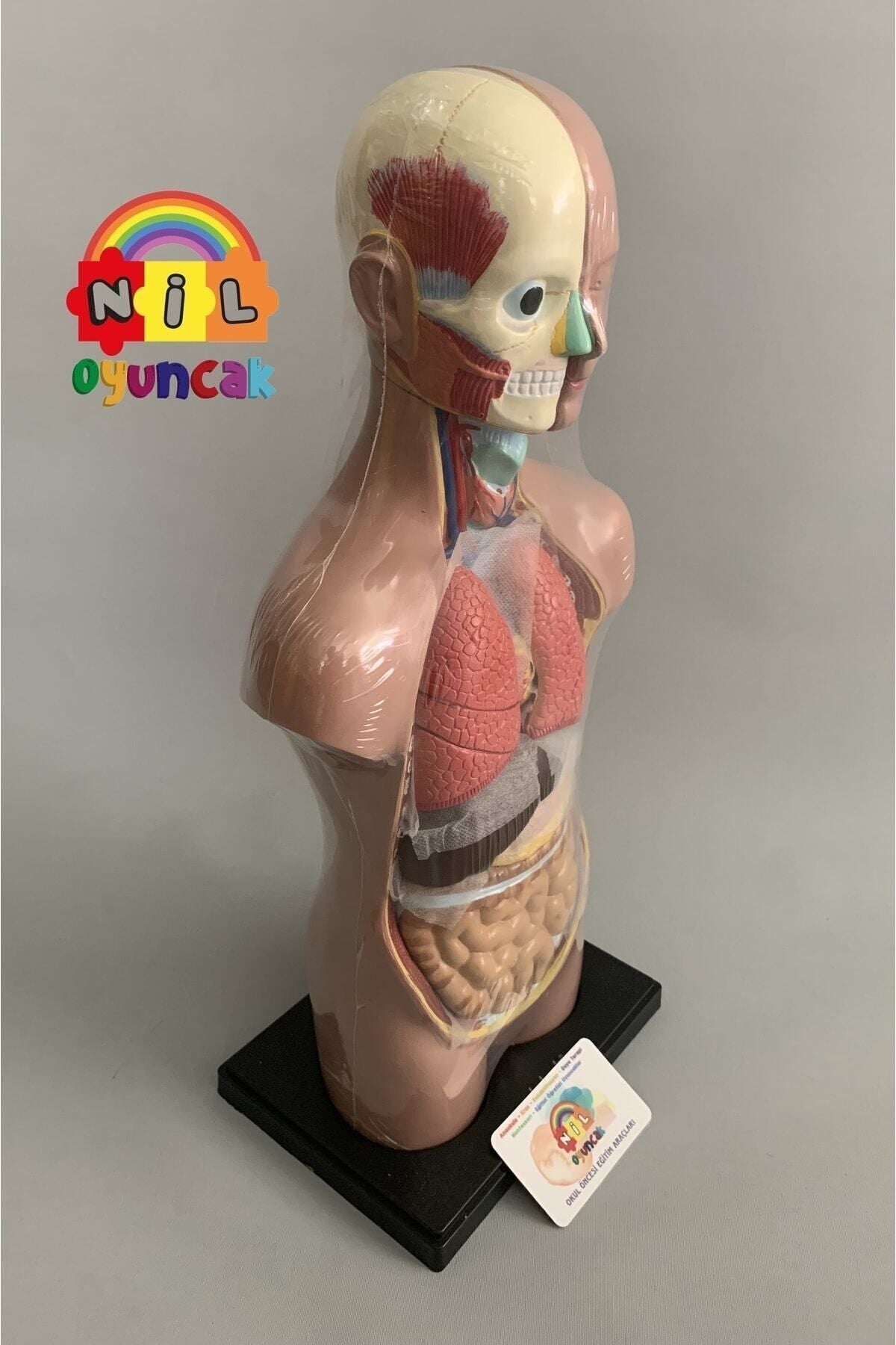 Insan Vücudu Sök-tak Modeli 50cm 11 Parça