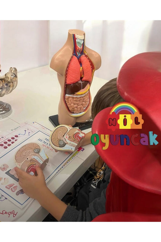 Insan Vücudu Sök-tak Modeli 50cm 11 Parça