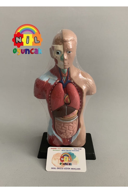Insan Vücudu Sök-tak Modeli (27CM 8 PARÇA)