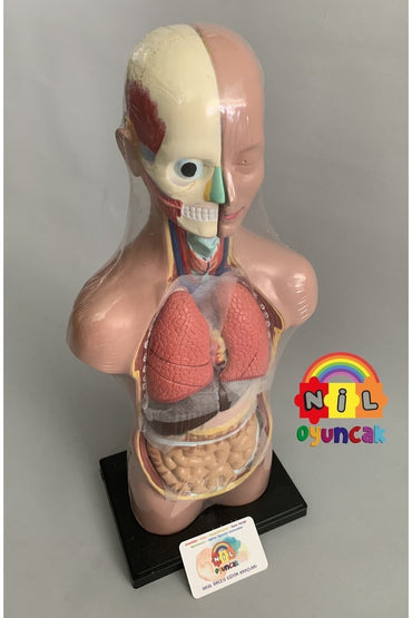 Insan Vücudu Sök-tak Modeli 50cm 11 Parça