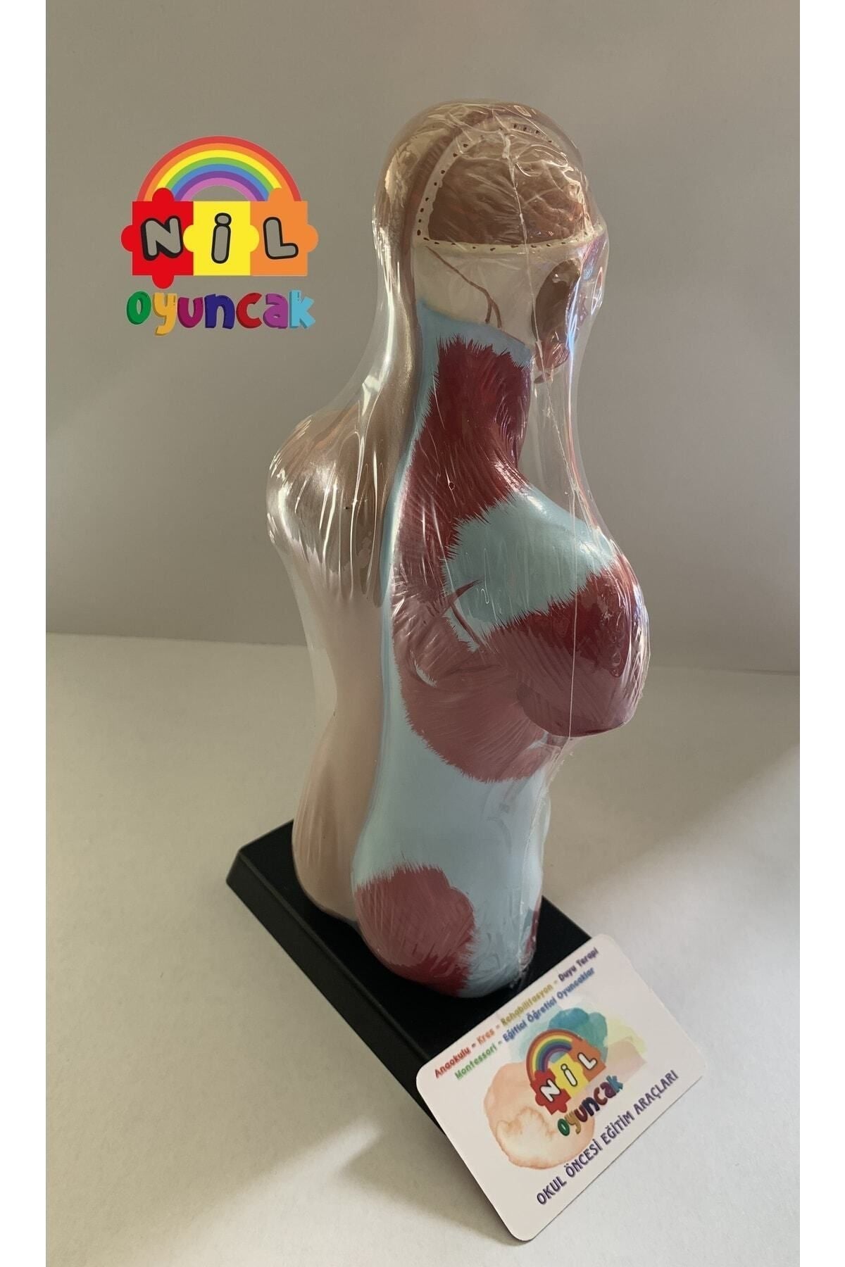 Insan Vücudu Sök-tak Modeli (27CM 8 PARÇA)