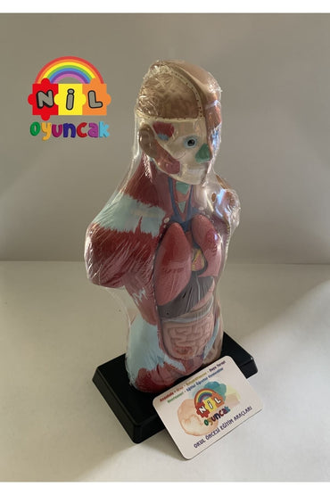 Insan Vücudu Sök-tak Modeli (27CM 8 PARÇA)