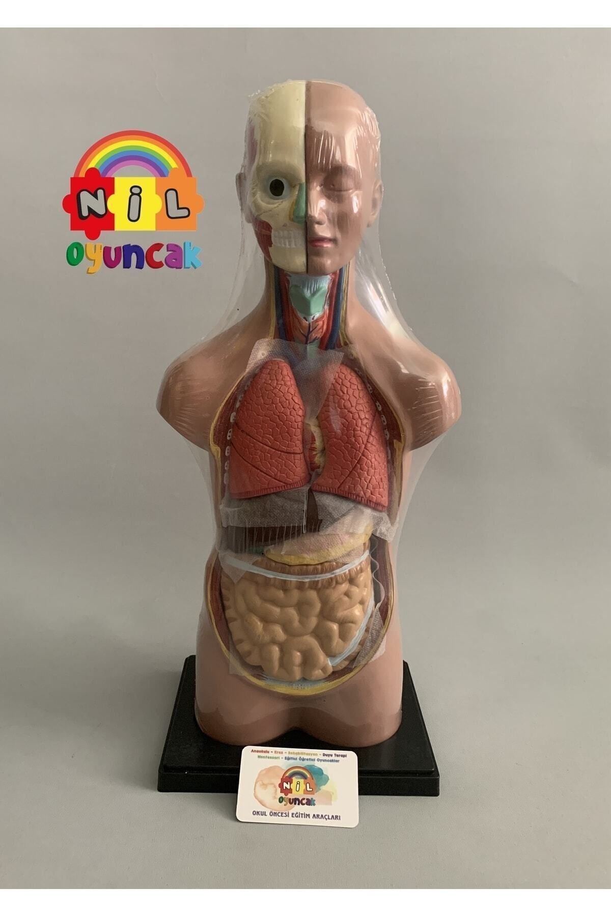 Insan Vücudu Sök-tak Modeli 50cm 11 Parça