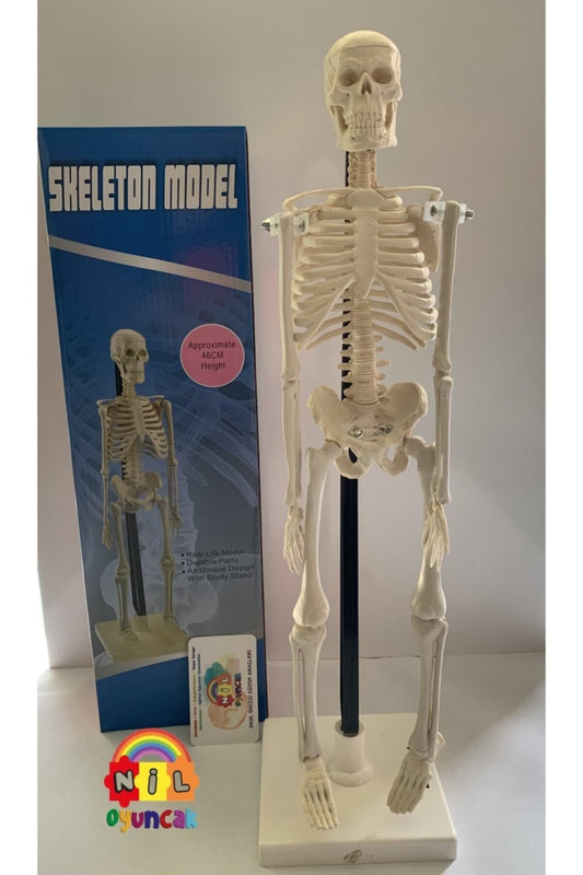 Insan Iskeleti Modeli 46cm
