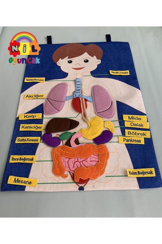 Vücudumuz Pano Sök-tak Cırt Cırtlı Kumaş