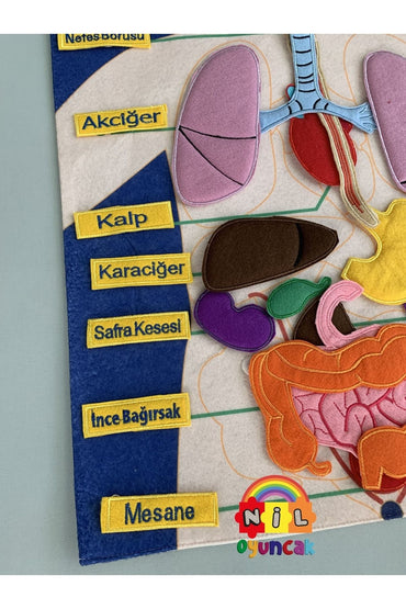 Vücudumuz Pano Sök-tak Cırt Cırtlı Kumaş