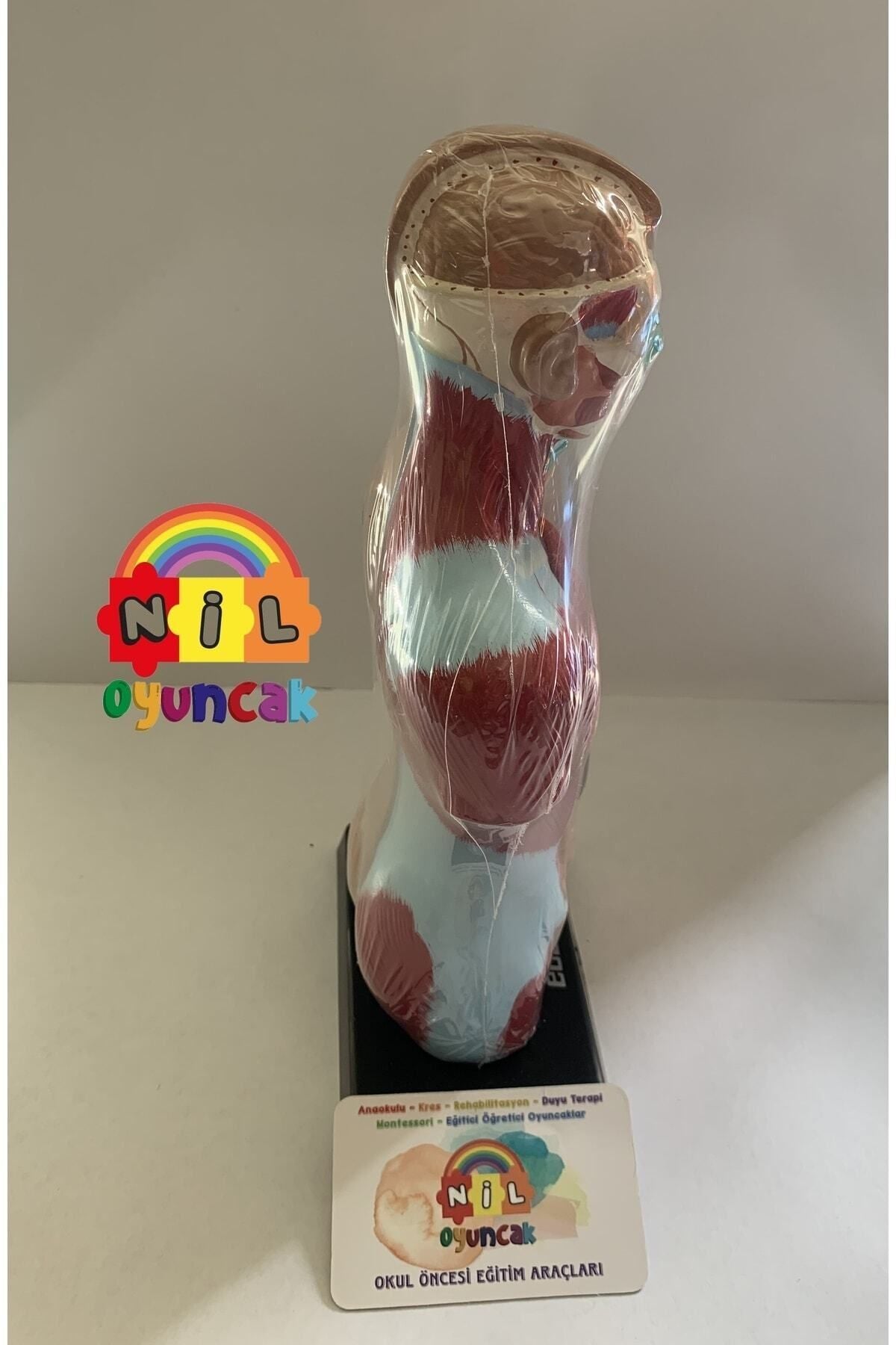 Insan Vücudu Sök-tak Modeli (27CM 8 PARÇA)